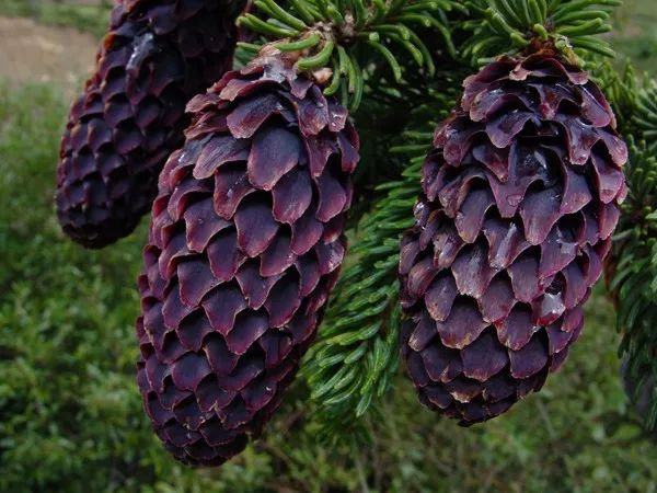 普达措国家公园