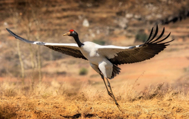 迪庆藏族自治州