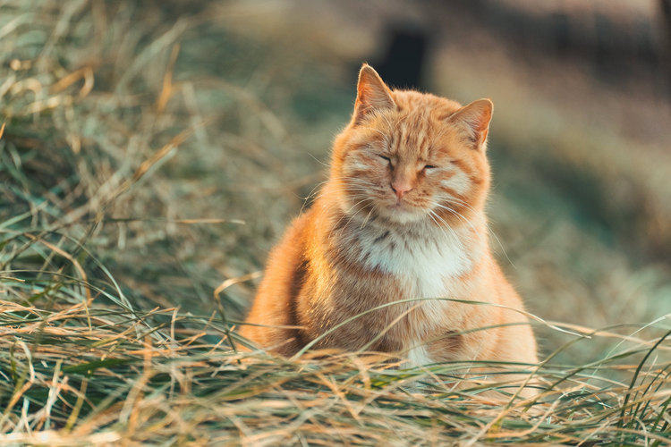 虎斑猫