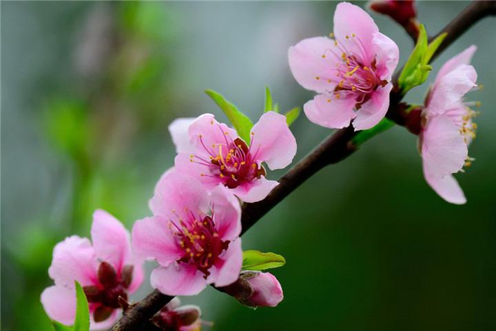 花卉