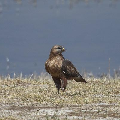 普通鵟中亚亚种