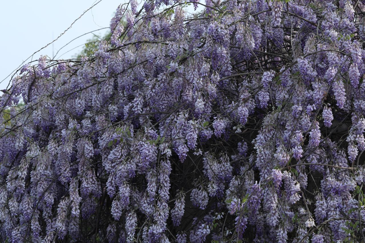 紫藤