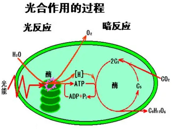 原核生物