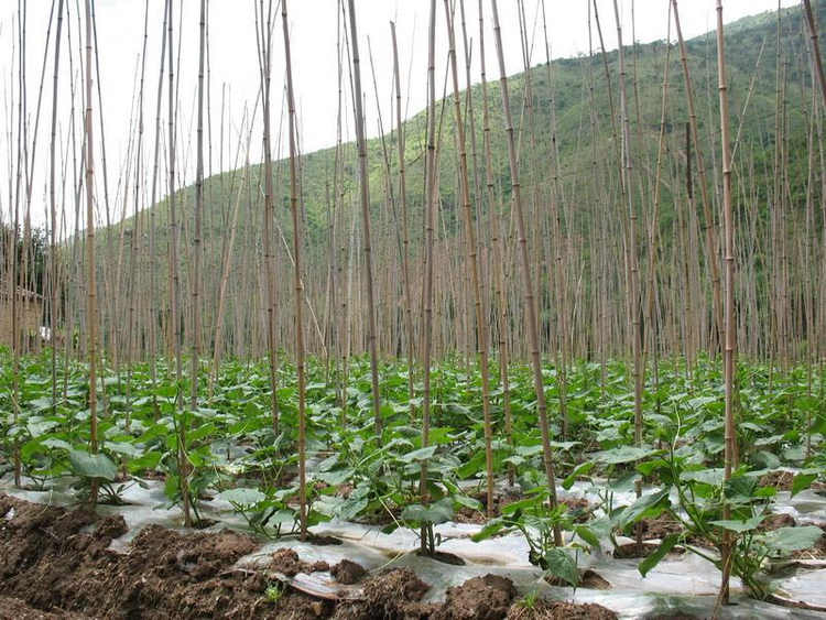 麻栗树自然村