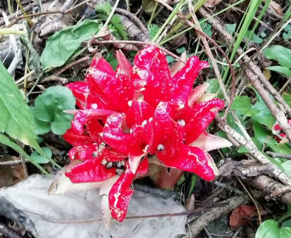 阳荷(姜科姜属植物)_百科资料_新农商网