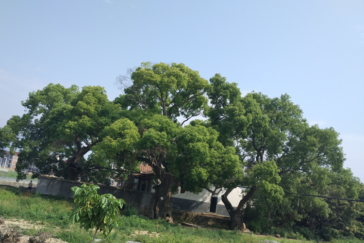 香樟树.jpeg