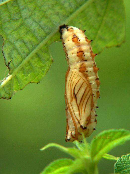 苎麻珍蝶