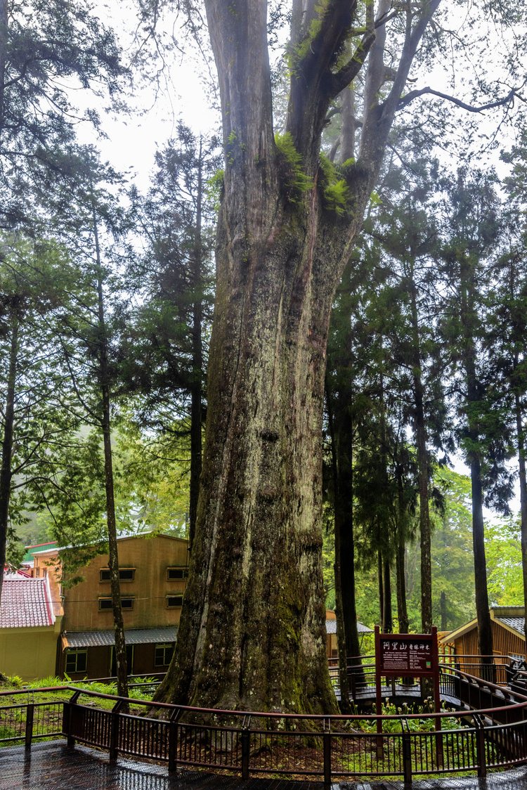 中国台湾嘉义阿里山森林游乐区香林神木