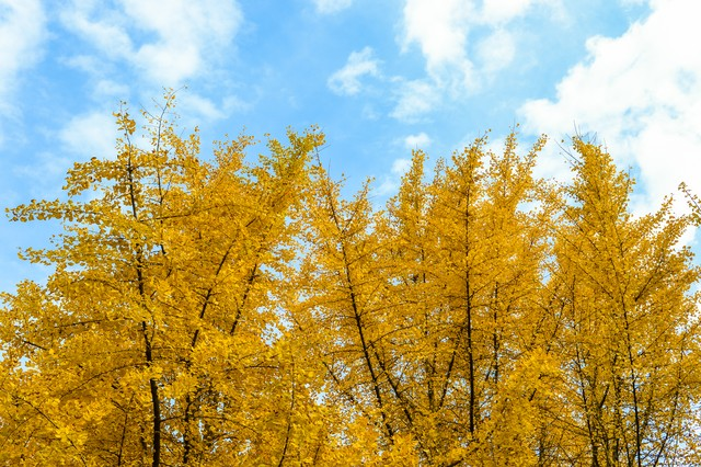 务川仡佬族苗族自治县