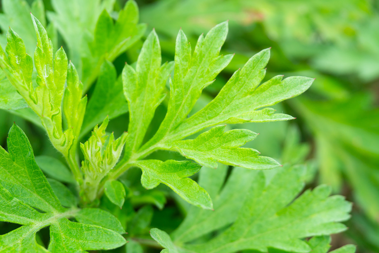 野生中草药艾草
