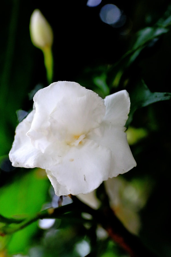 狗牙花