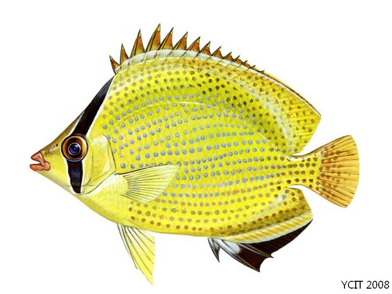 密点石斑鱼