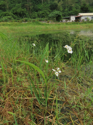野慈姑