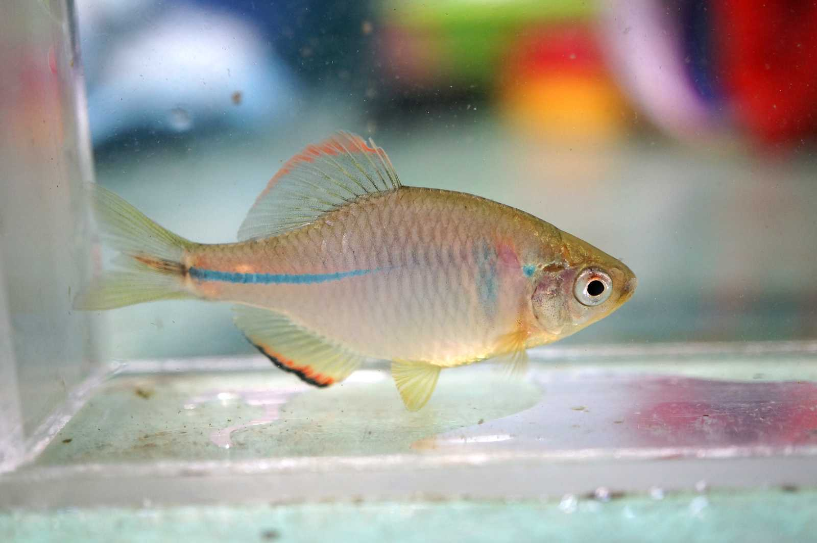 中华鳑鲏