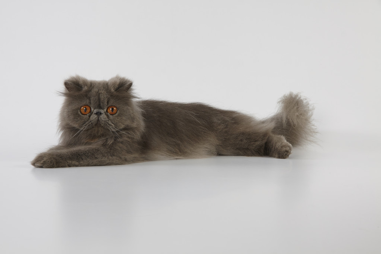 波斯猫