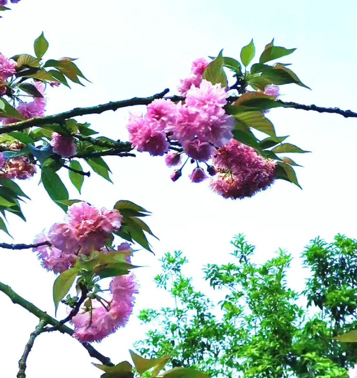 客家名人公园樱花.png