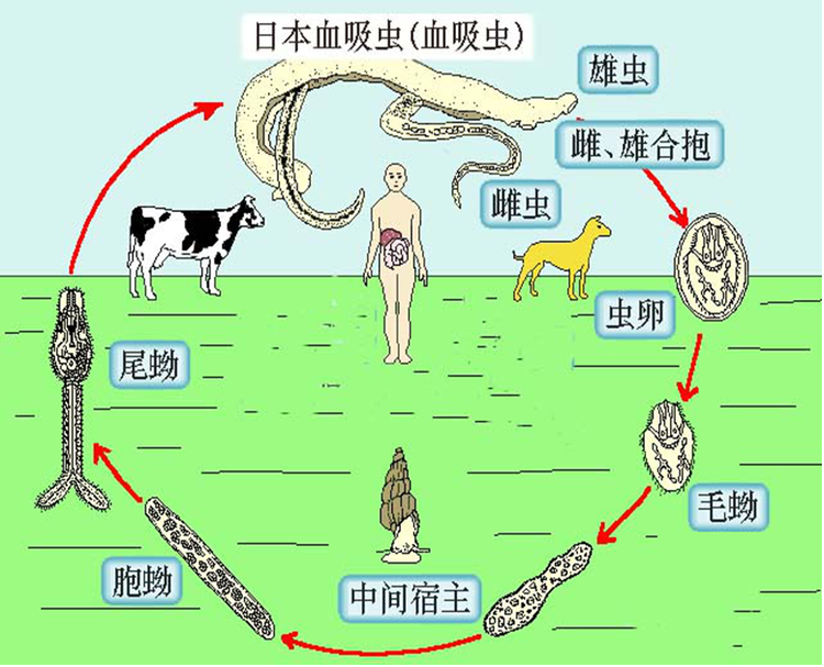 日本血吸虫