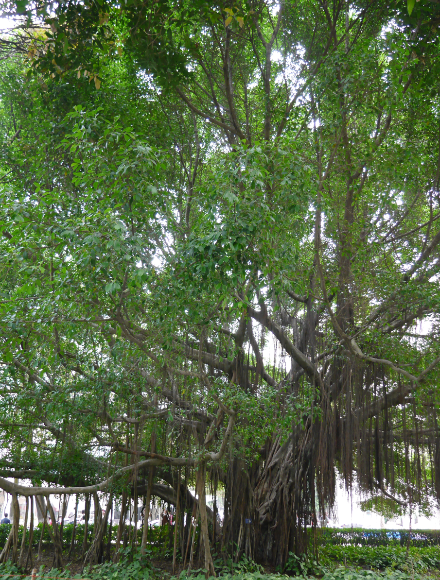 榕树