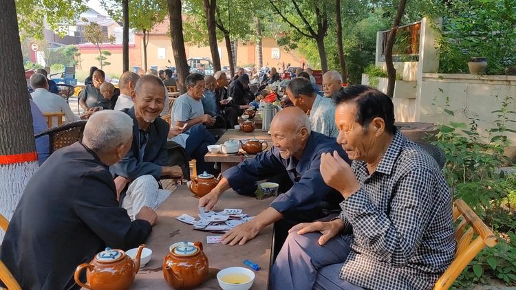 郏县茶.png