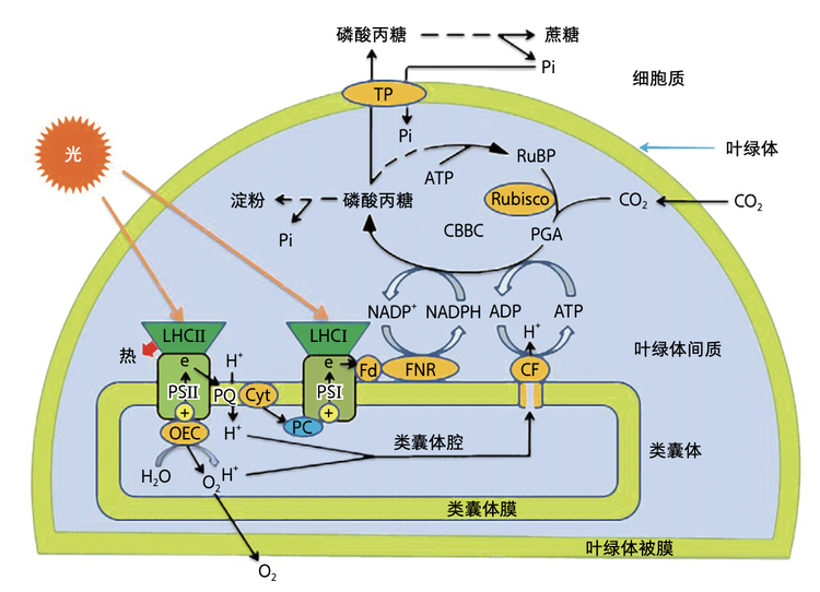 光反应暗反应流程图图片