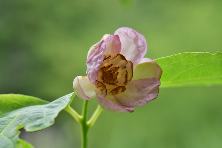 国家植物园珍惜植物夏腊梅开花了