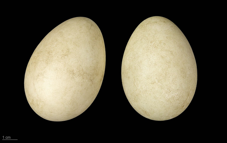 红胸黑雁卵.jpg