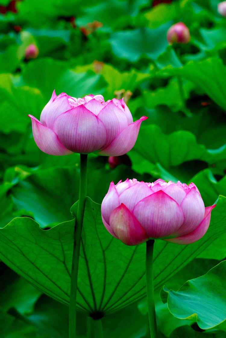 花卉