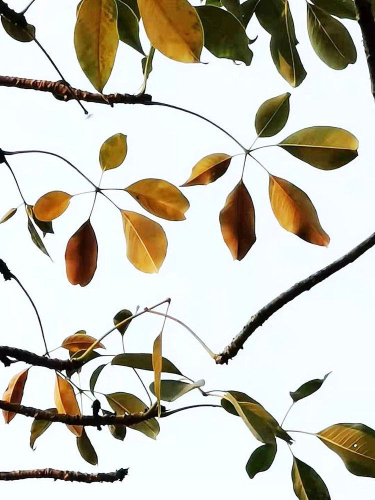 木棉树