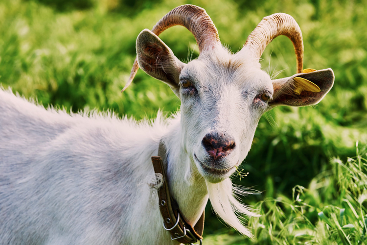 山羊放牧Goat grazing