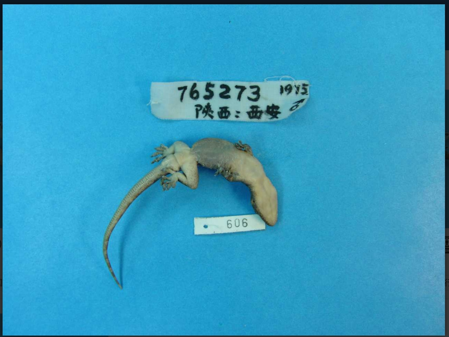 无蹼壁虎