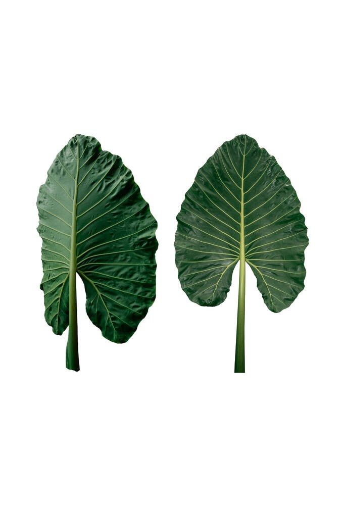 芋