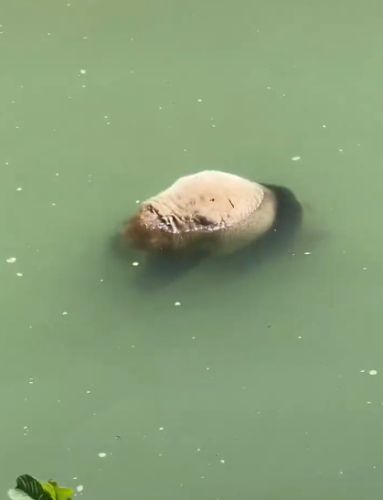 4·11宝兴县大熊猫溺亡事件