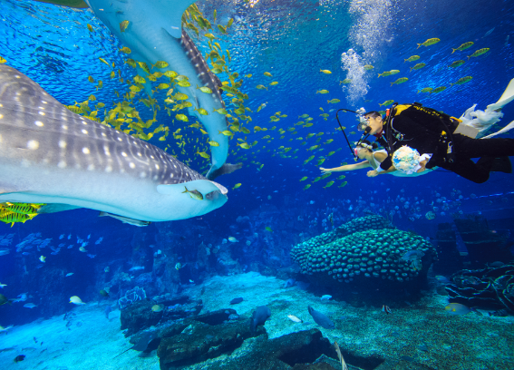 珠海长隆国际海洋度假区