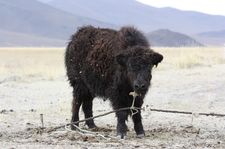 阿克塞哈萨克族自治县