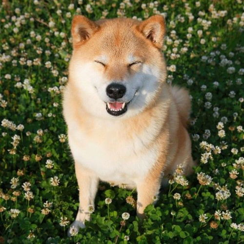 秋田犬