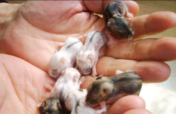 (仓鼠科仓鼠属的一种啮齿动物)