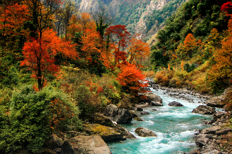 水青树