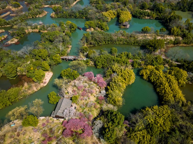 西溪探梅，曲水寻梅，西溪湿地国家公园春光