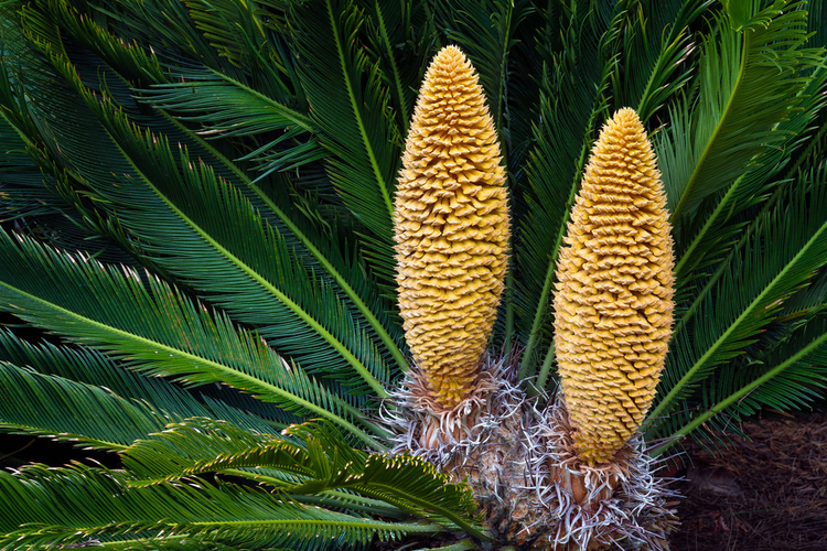 带花粉锥的Sago PalmSago Palm with Pollen Cones