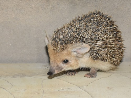 长耳刺猬