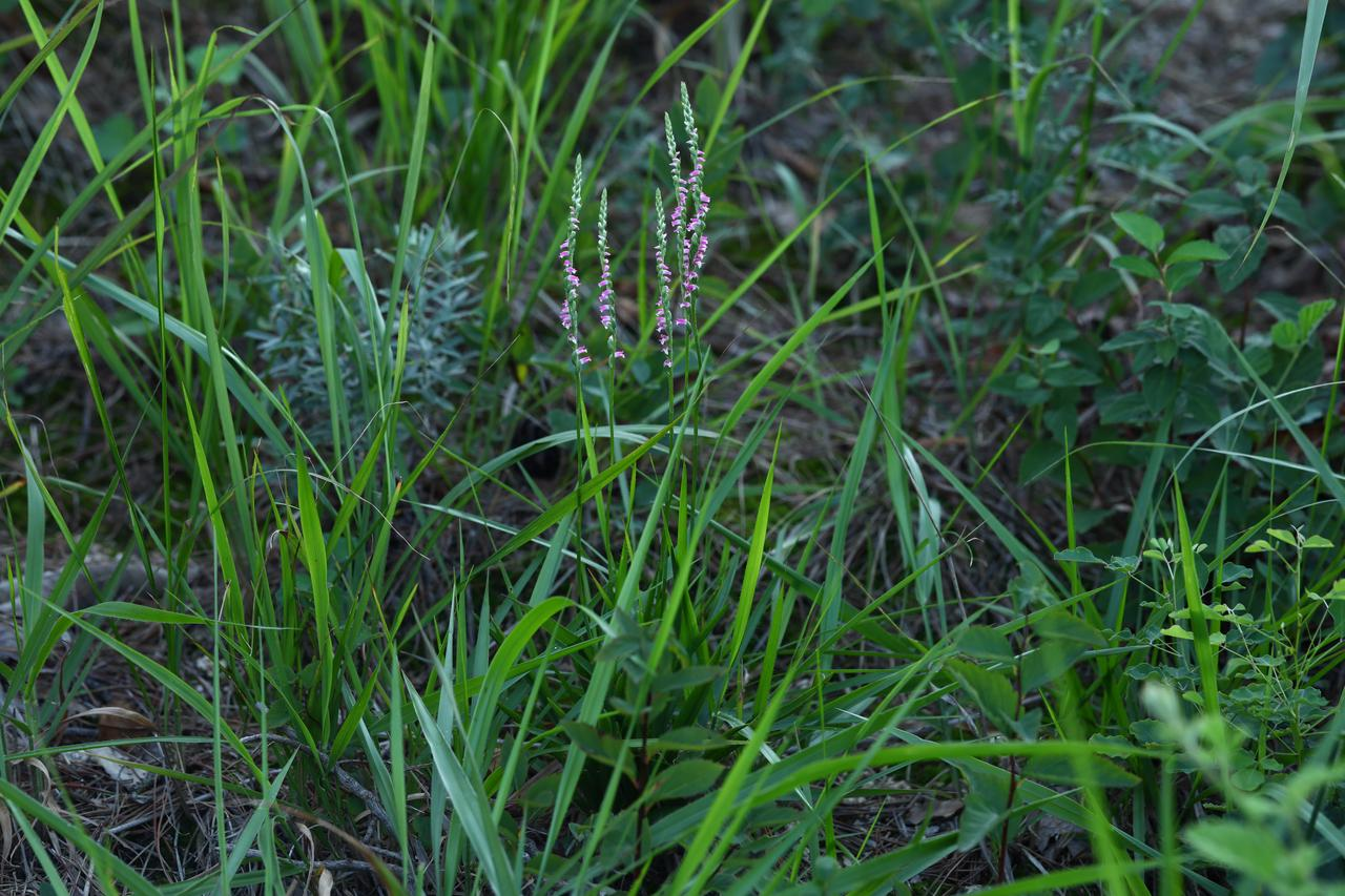 绶草