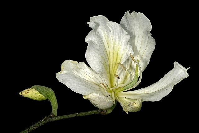 白花洋紫荆.jpeg