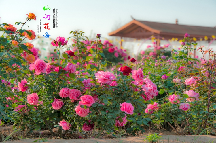 仙河花海生态乐园景区