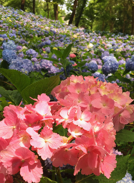 花海.png