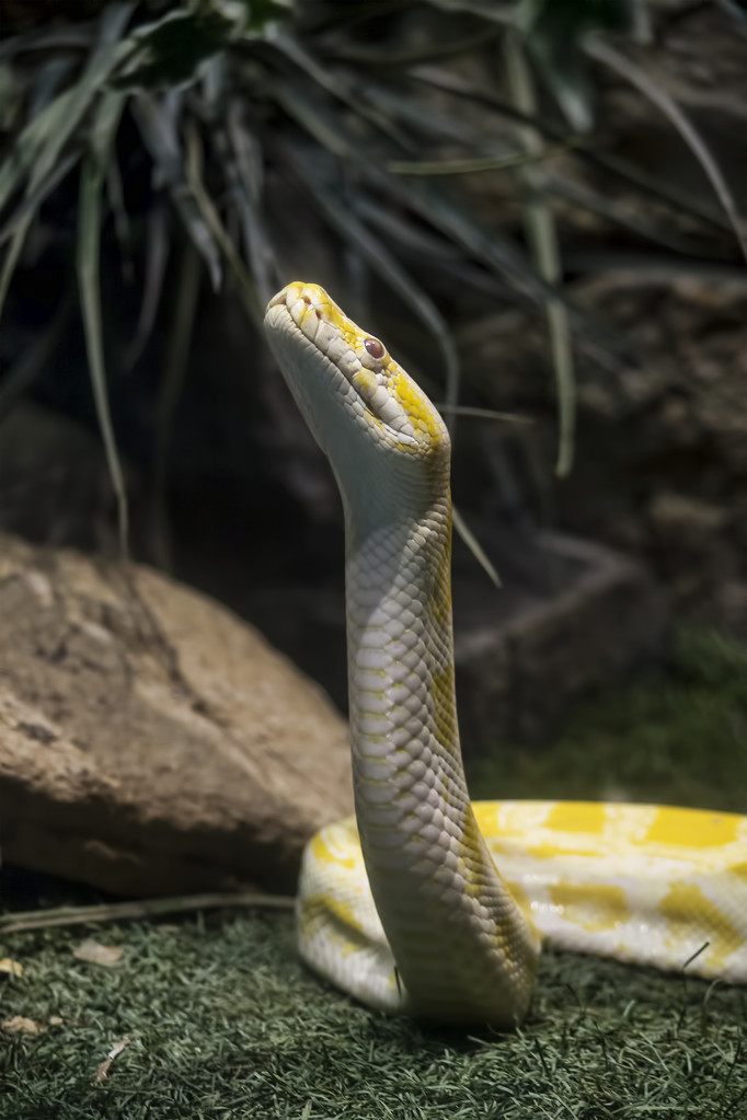 黄蟒Yellow python