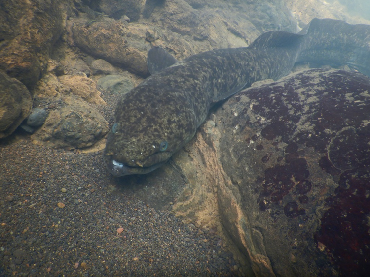 鳗鲡属