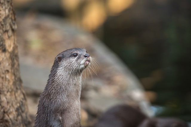 亚洲小爪水獭Asian small-clawed otter