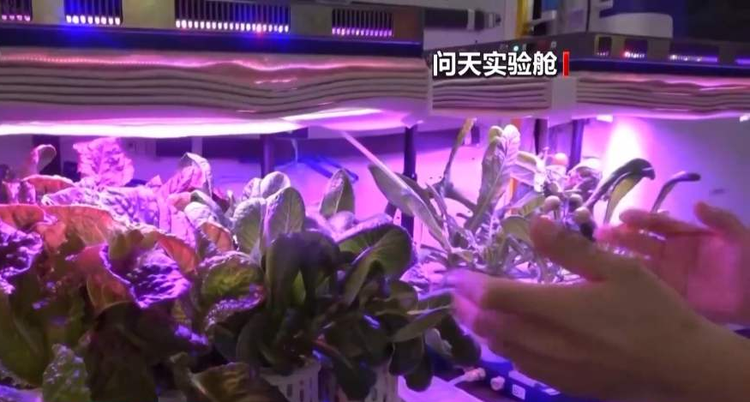 神舟十七号飞行乘组