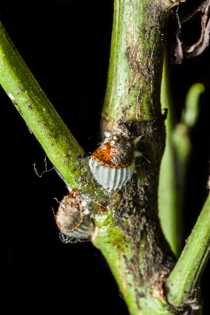 胭脂虫群cochineal colony