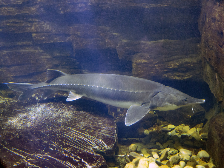 上海海洋水族馆